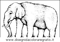 animali/elefanti/elefante_34.JPG