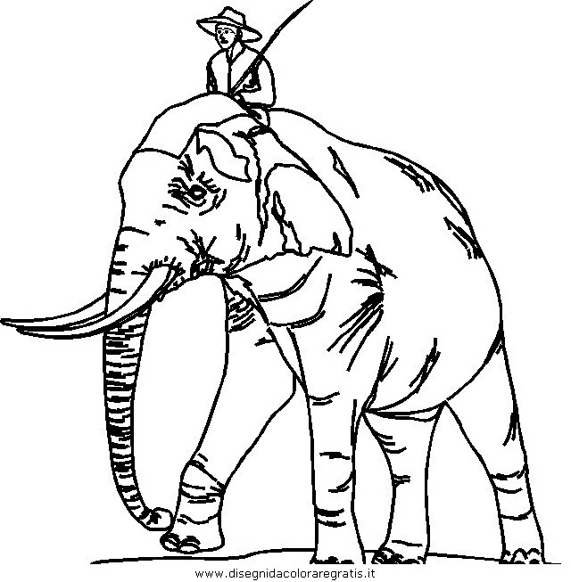animali/elefanti/elefante_51.JPG