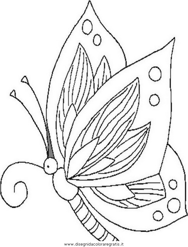 animali/farfalle/Butterfly_farfalle.JPG