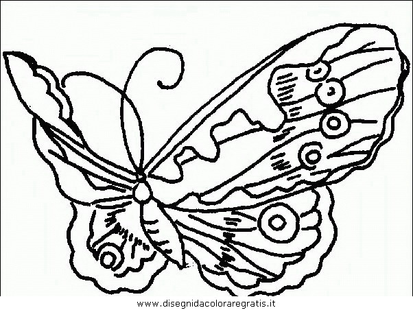 animali/farfalle/farfalla_40.JPG