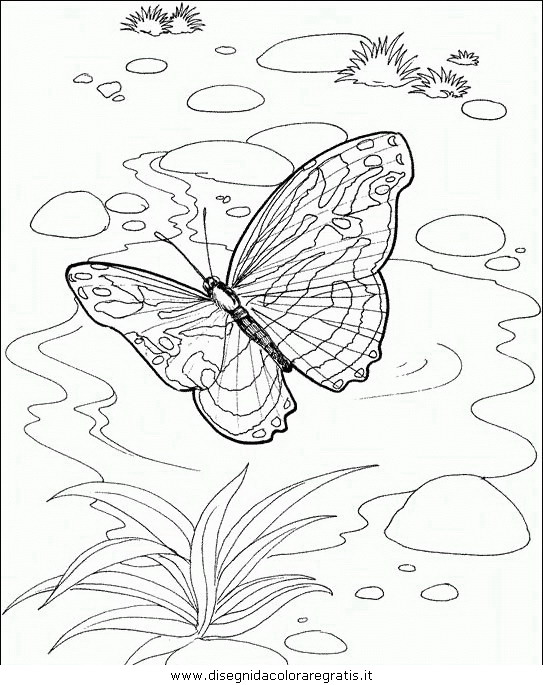 animali/farfalle/farfalla_46.JPG