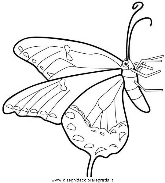 animali/farfalle/farfalla_a02.JPG