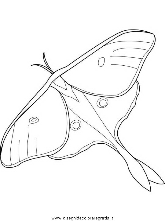 animali/farfalle/farfalla_a1.JPG
