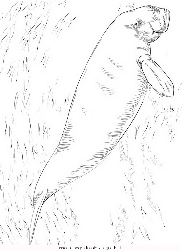 animali/foche/dugongo-2.JPG