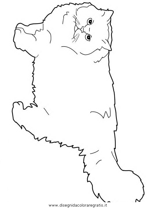 animali/gatti/Persian.JPG