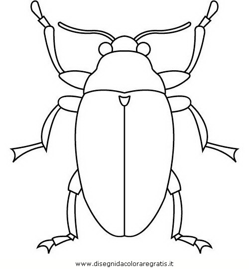 animali/insetti/insetto_102.JPG