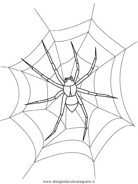 animali/insetti/spider.JPG