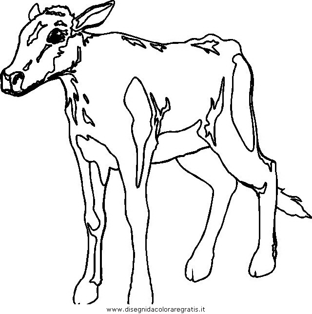 animali/mucche/mucca_toro_22.JPG