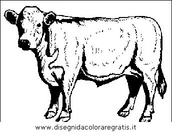 animali/mucche/mucca_toro_25.JPG