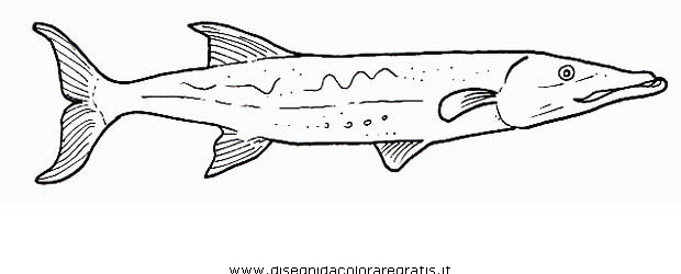 animali/pesci2/barracuda_04.JPG