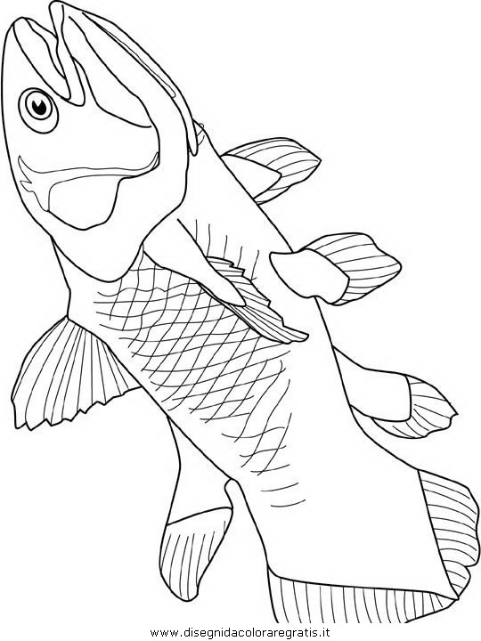 animali/pesci2/pesce_pesci_012.JPG