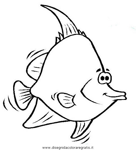 animali/pesci2/pesce_pesci_059.JPG