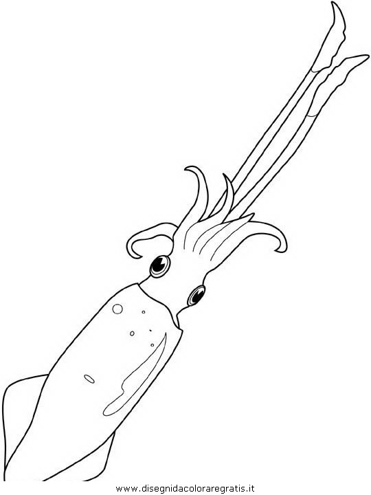 animali/pesci2/pesce_pesci_142.JPG