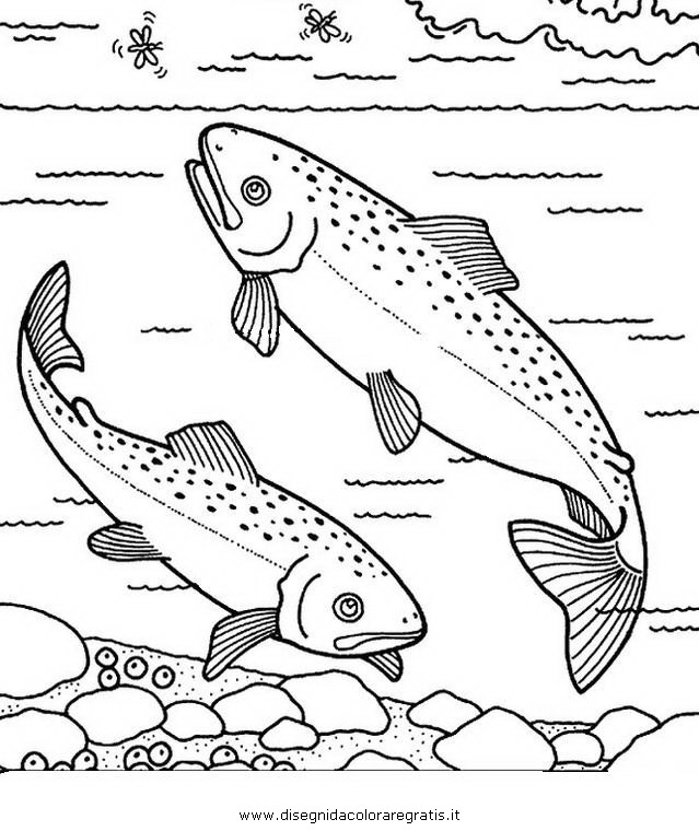 animali/pesci2/salmone_salmoni_3.JPG