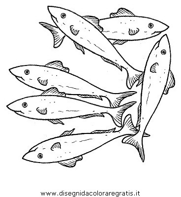animali/pesci2/sardine.JPG