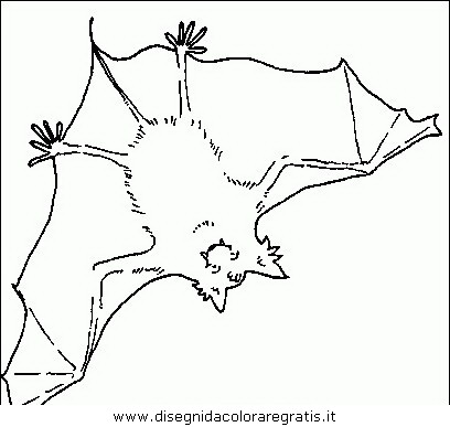 animali/pipistrelli/pipistrello_12.JPG