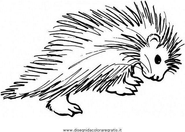 animali/ricci/istrice_porcospino_07.JPG