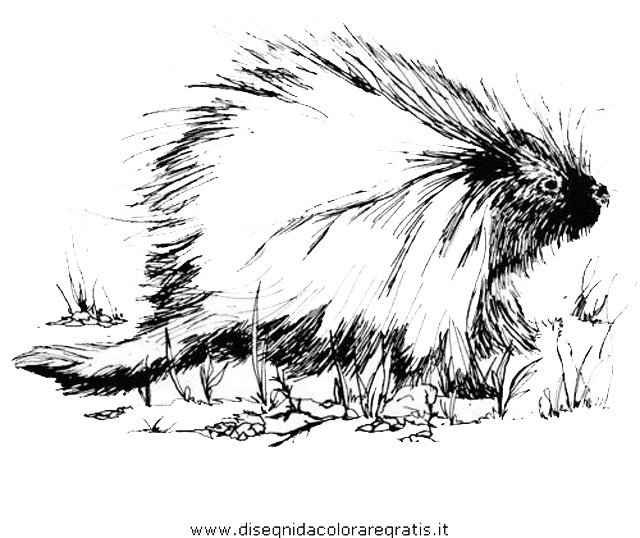 animali/ricci/istrice_porcospino_11.JPG