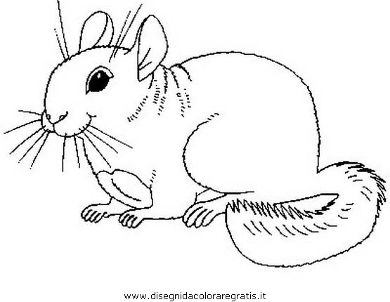 animali/roditori/cincilla_1.JPG
