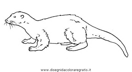 animali/roditori/lontra_2.JPG