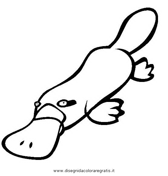 animali/roditori/ornitorinco_platypus_03.JPG