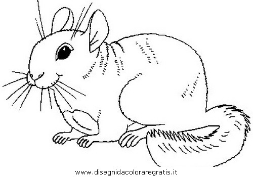 animali/roditori/roditori_25.JPG
