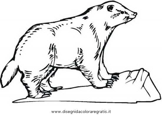 animali/roditori/tasso_tassi_badger_06.JPG