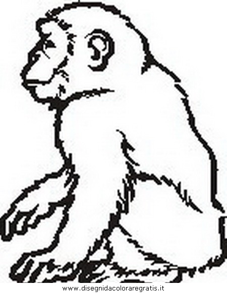 animali/scimmie/scimmia_13.JPG