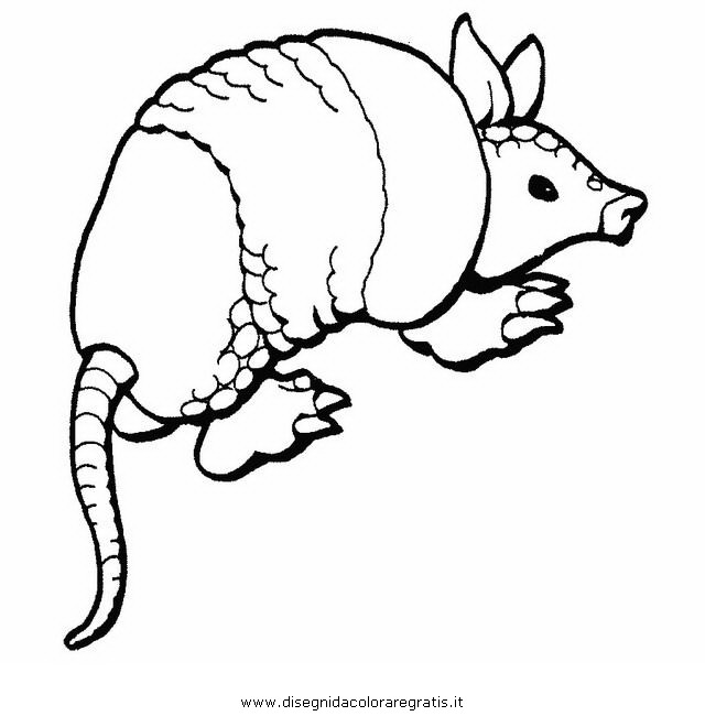 animali/serpenti/armadillo.JPG