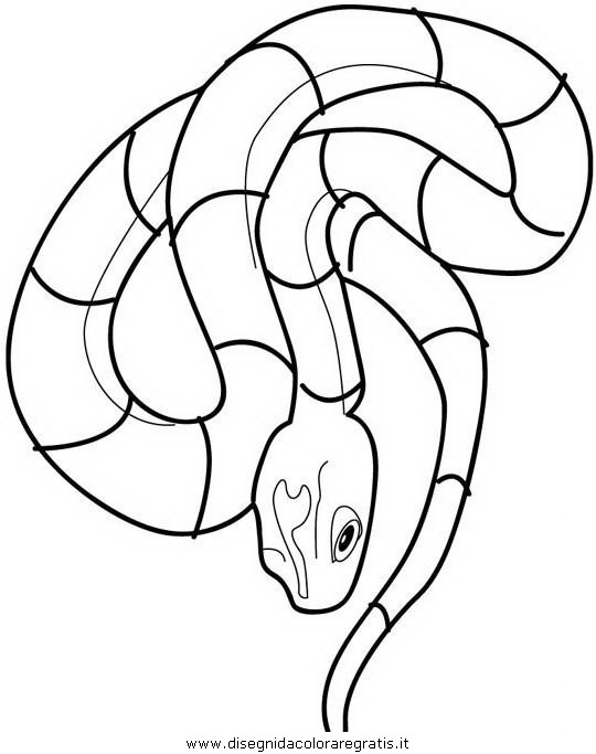 animali/serpenti/serpente_a7.JPG