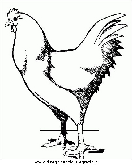 animali/tacchini/tacchino_gallina_23.JPG