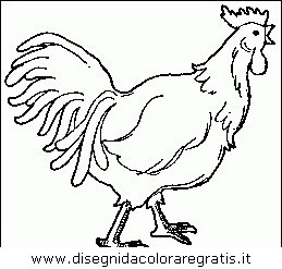 animali/tacchini/tacchino_gallina_25.JPG