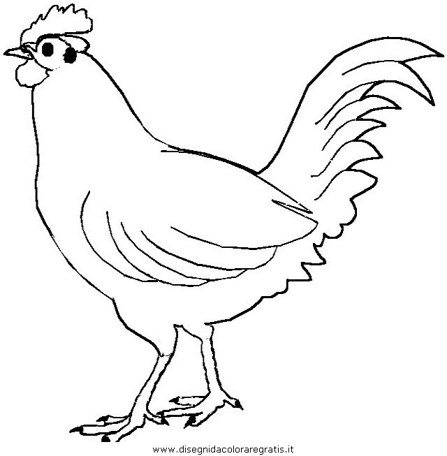 animali/tacchini/tacchino_gallina_32.JPG