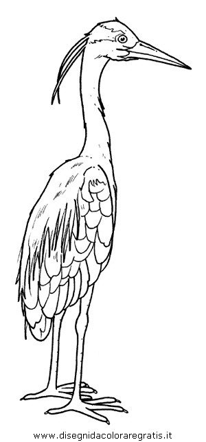 animali/uccelli/airone_cinerino_aironi.JPG