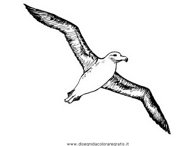 animali/uccelli/albatros_01.JPG