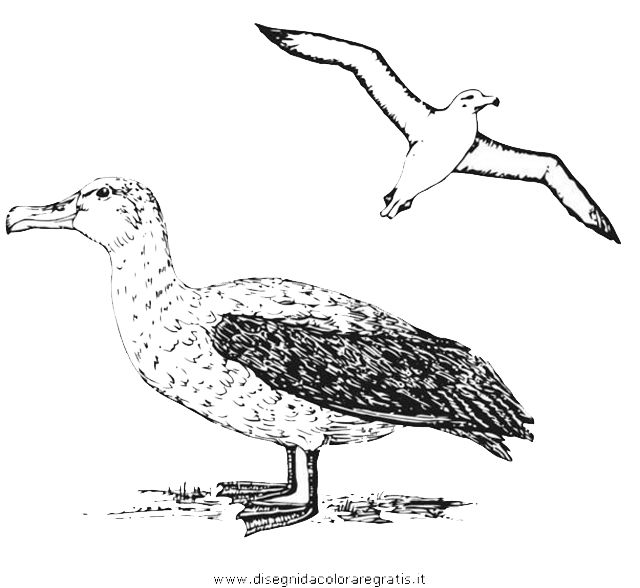 animali/uccelli/albatros_03.JPG