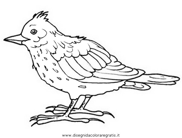 animali/uccelli/allodola.JPG