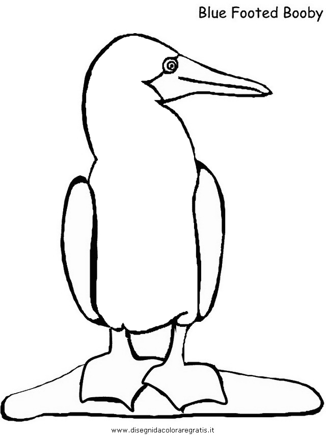 animali/uccelli/booby.JPG