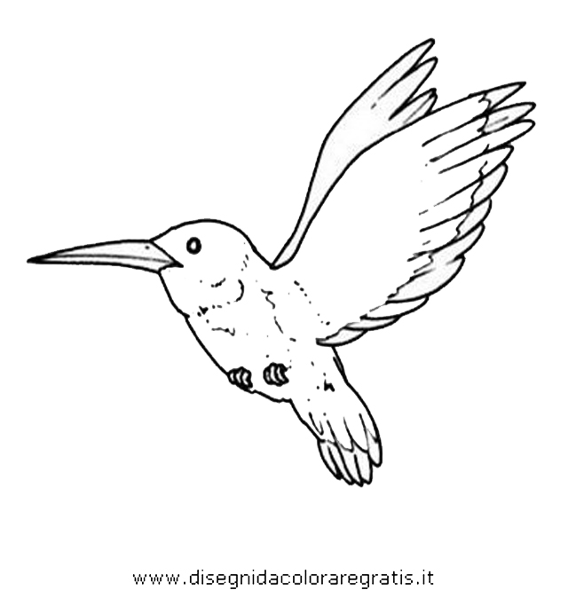 animali/uccelli/colibri.JPG