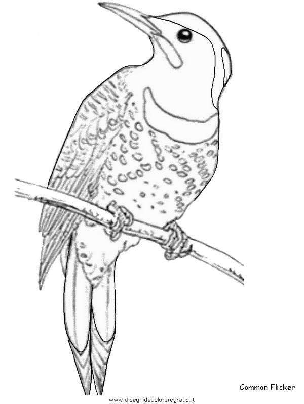 animali/uccelli/commonflicker.JPG