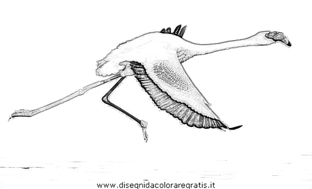 animali/uccelli/fenicotteri_30.JPG