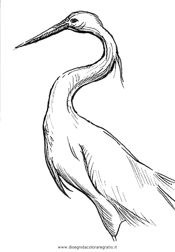 animali/uccelli/garzetta_5.JPG