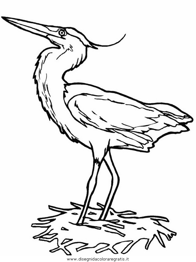 animali/uccelli/heron.JPG