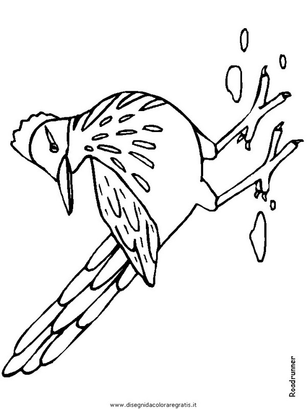 animali/uccelli/roadrunner.JPG