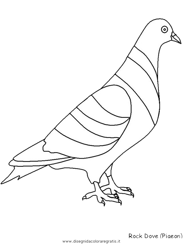 animali/uccelli/rockdove.JPG