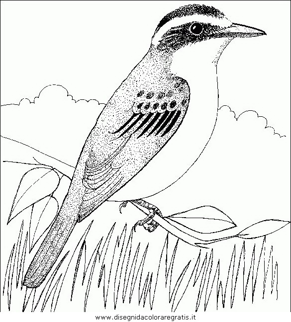 animali/uccelli/uccelli_133.JPG