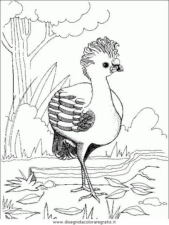 animali/uccelli/uccelli_139.JPG