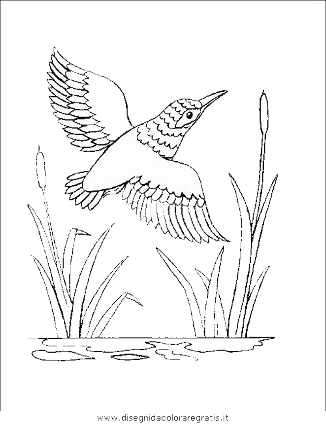 animali/uccelli/uccelli_179.JPG