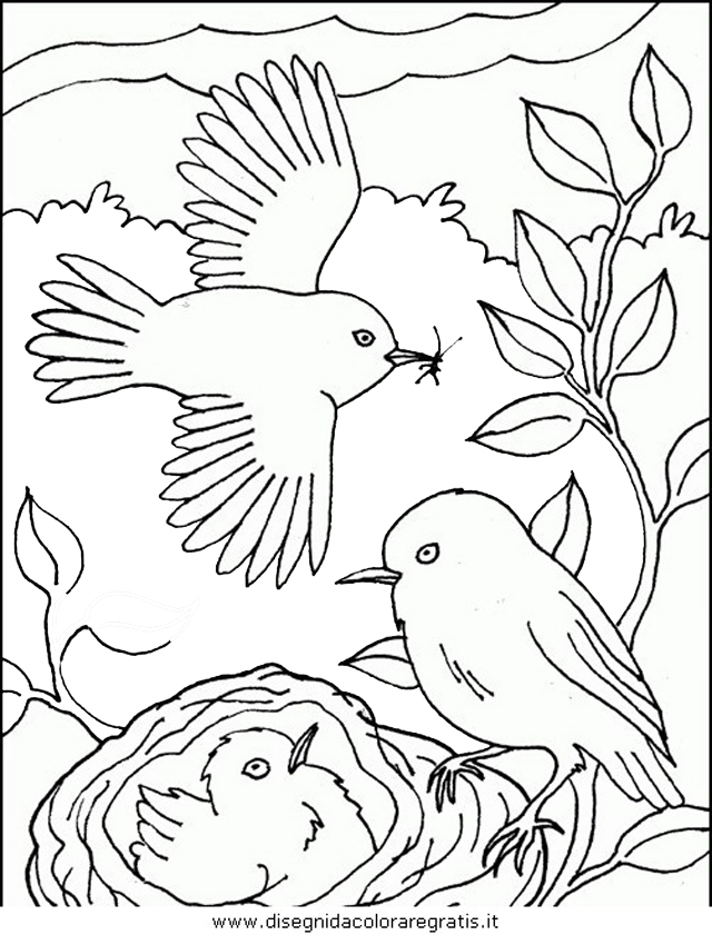 animali/uccelli/uccelli_180.JPG