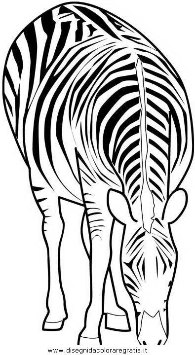 animali/zebre/zebra1.JPG